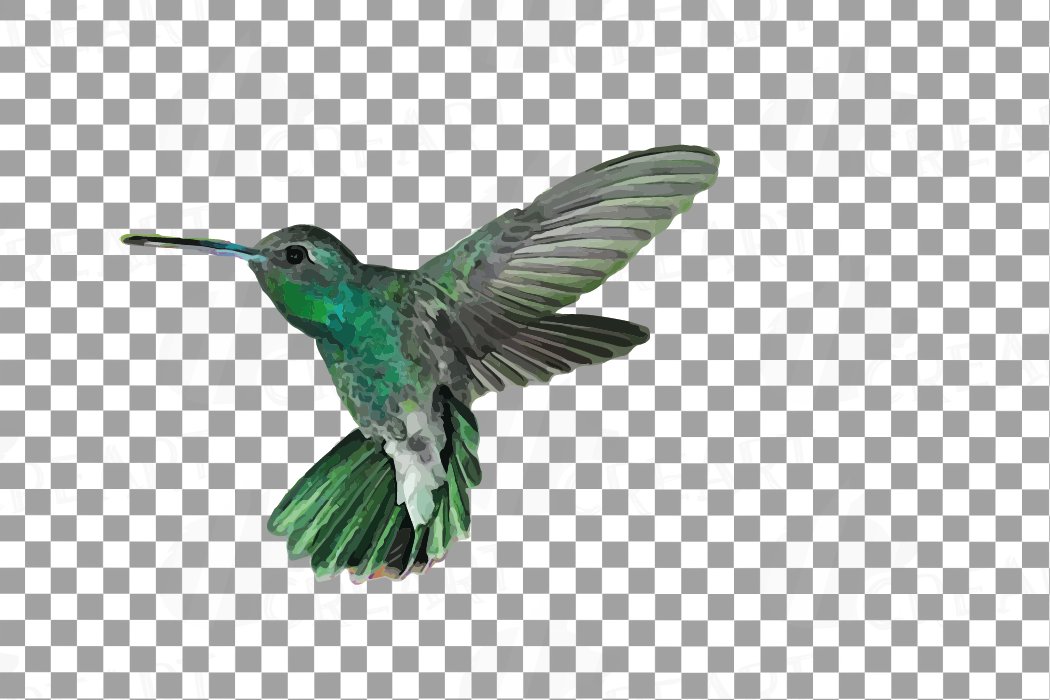 Download Watercolor hummingbirds clip art pack, tropical birds vector