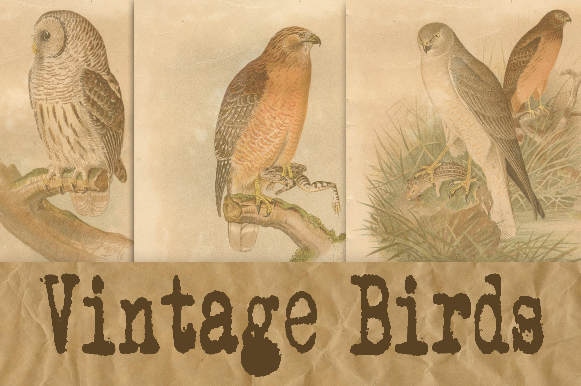 Vintage bird plates