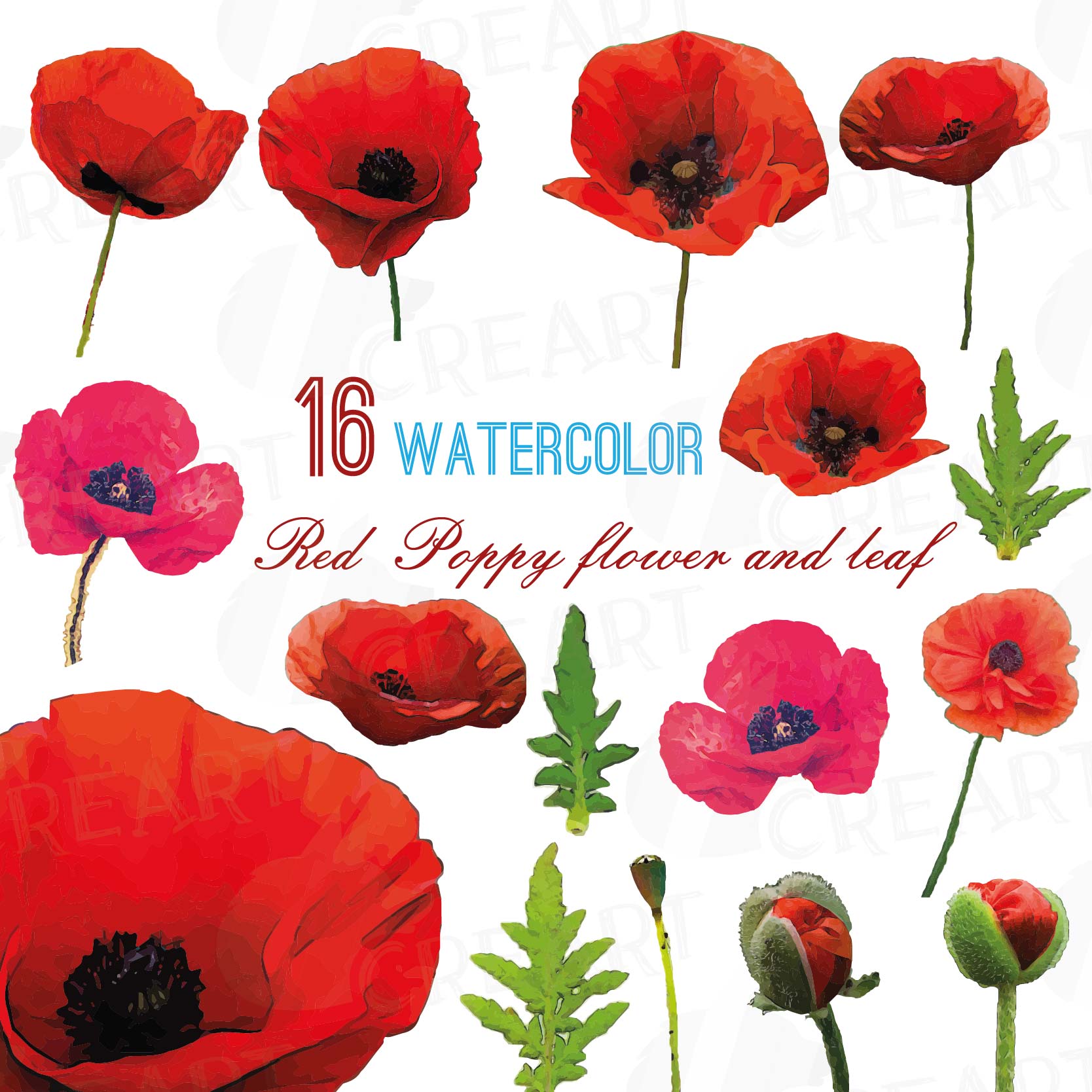 Download Watercolor Red Poppy flower and leaf clip art pack ...