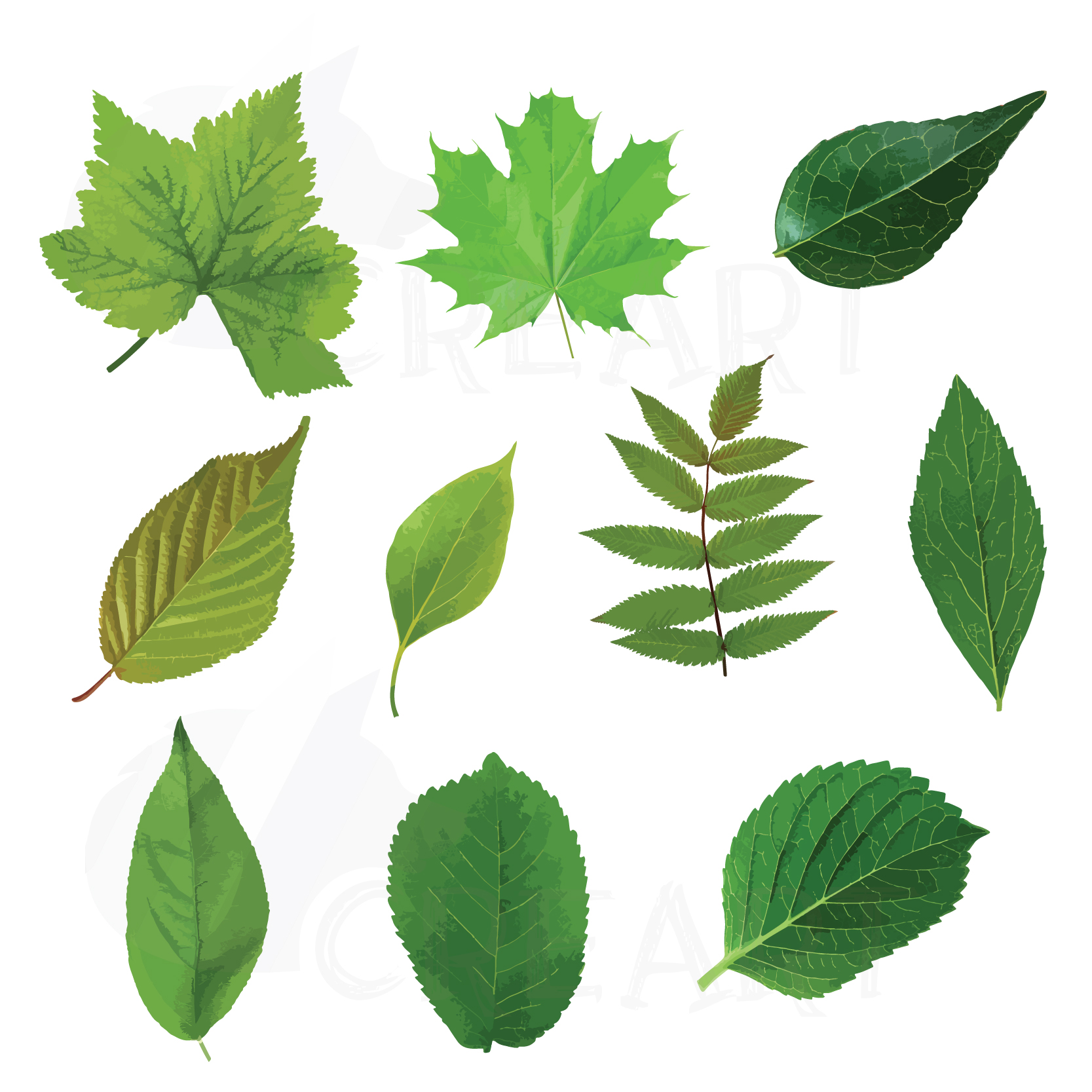 Watercolor leaf clip art pack. Eps, png, jpg, pdf, svg, vector