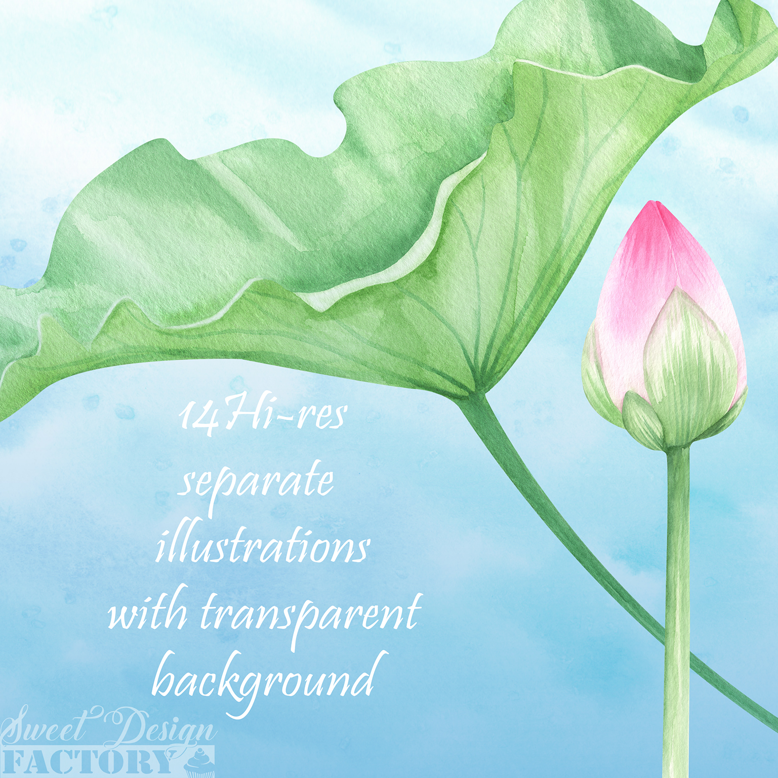 Watercolor Lotus flowers and leaves clipart
