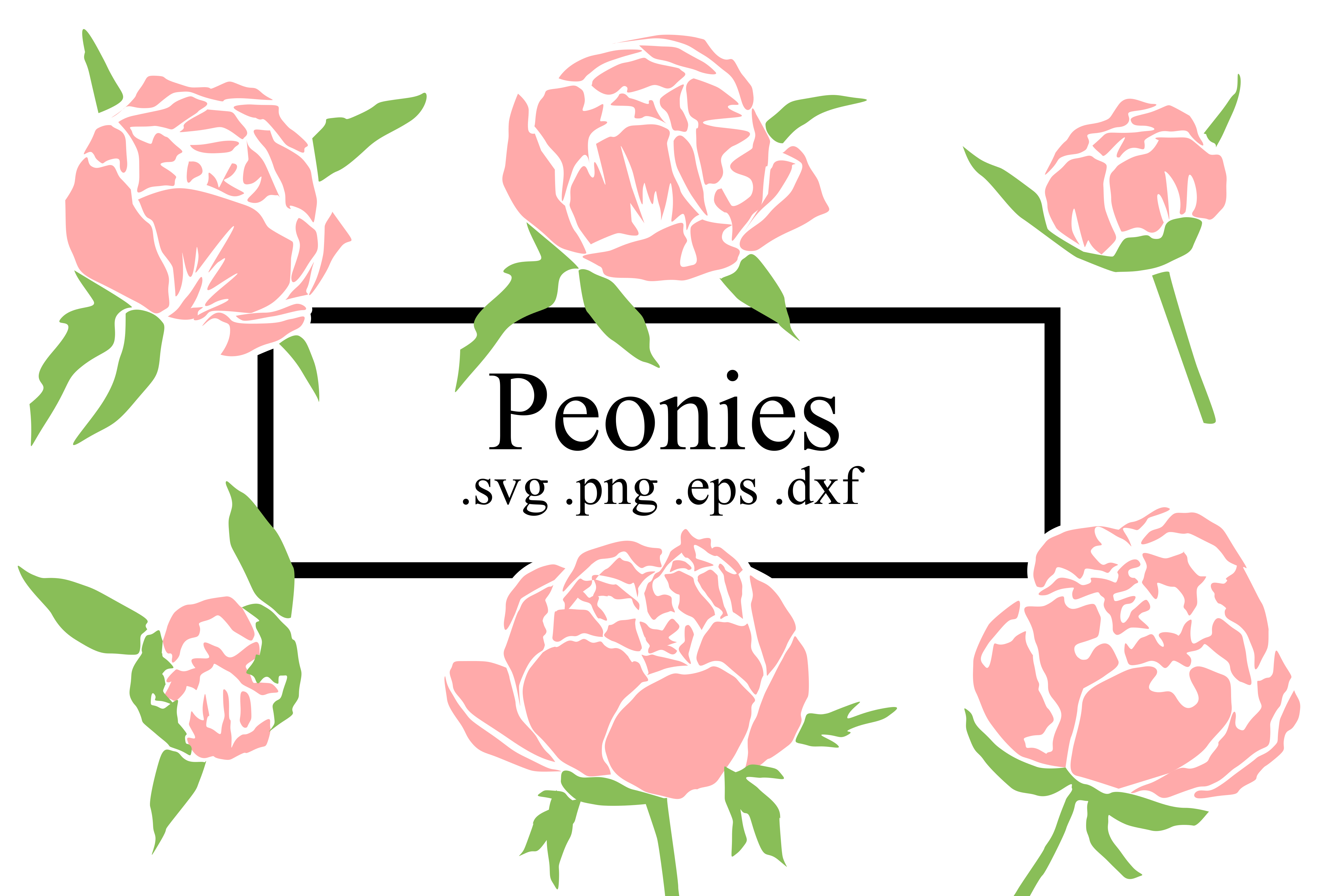 Peonies SVG (96484) | SVGs | Design Bundles