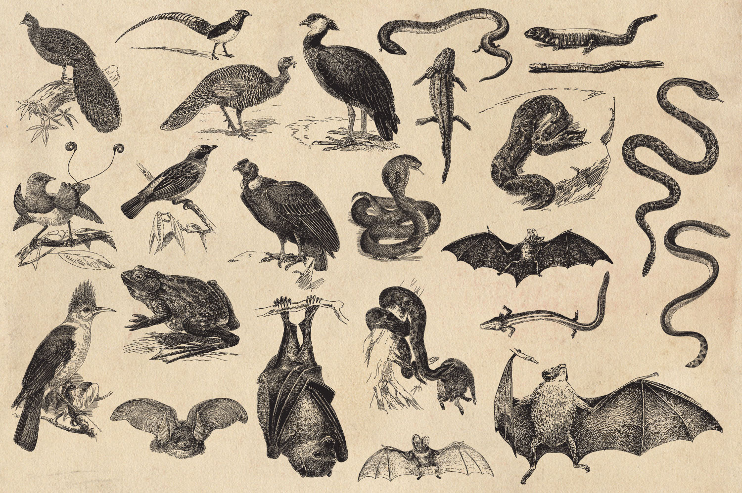 Vintage Animal Vector Graphics (17678) Illustrations Design Bundles