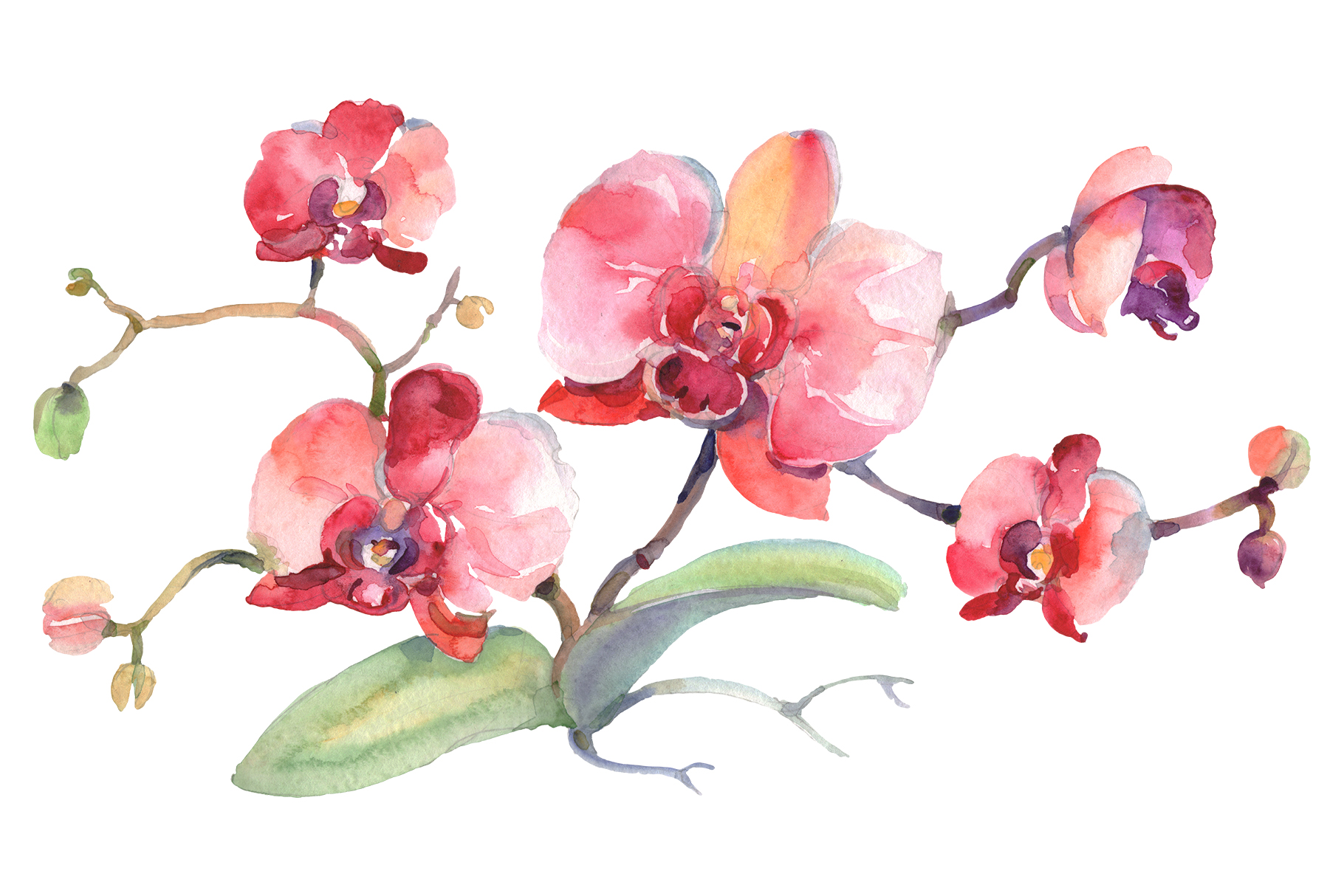 Акварельные орхидеи