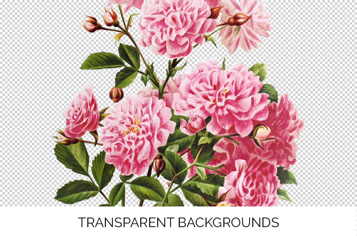 Rose Vintage Pink Rose Lady Flowers