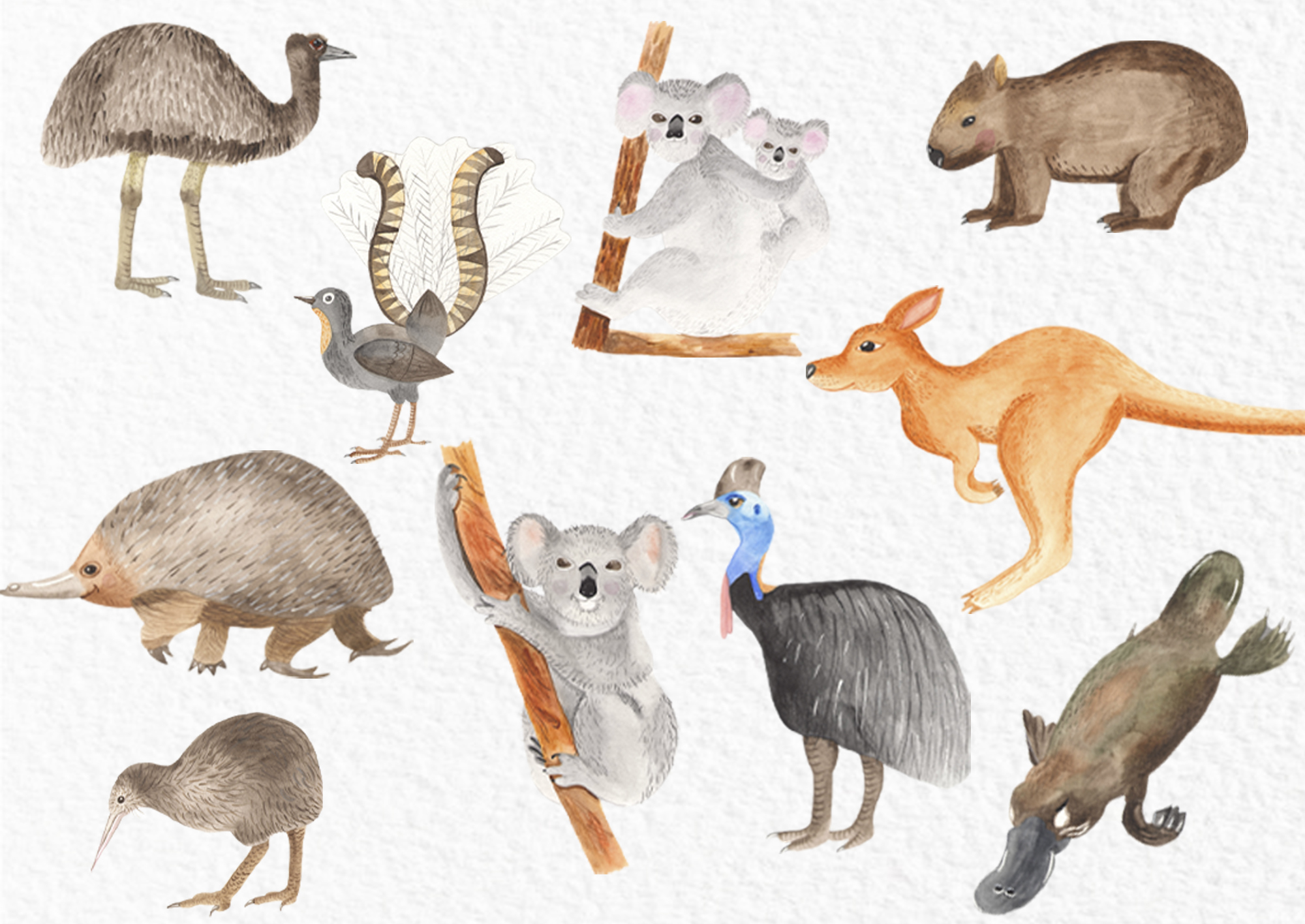 Australian animals and plants watercolor clipart