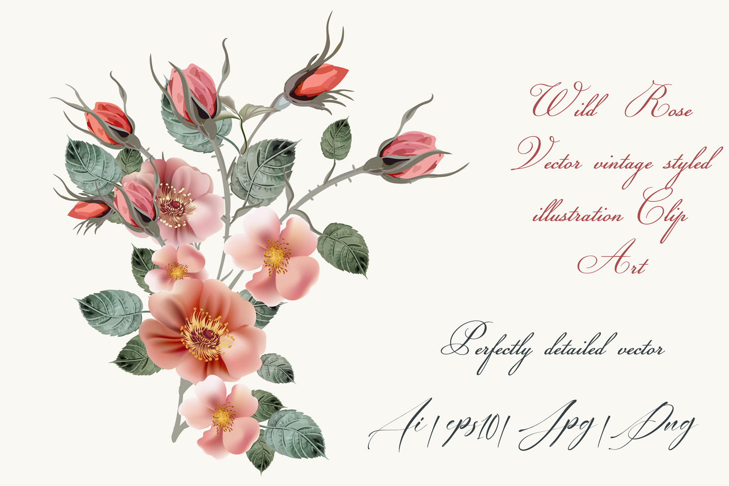 Download Vintage wild rose, high detailed vector rose illustration