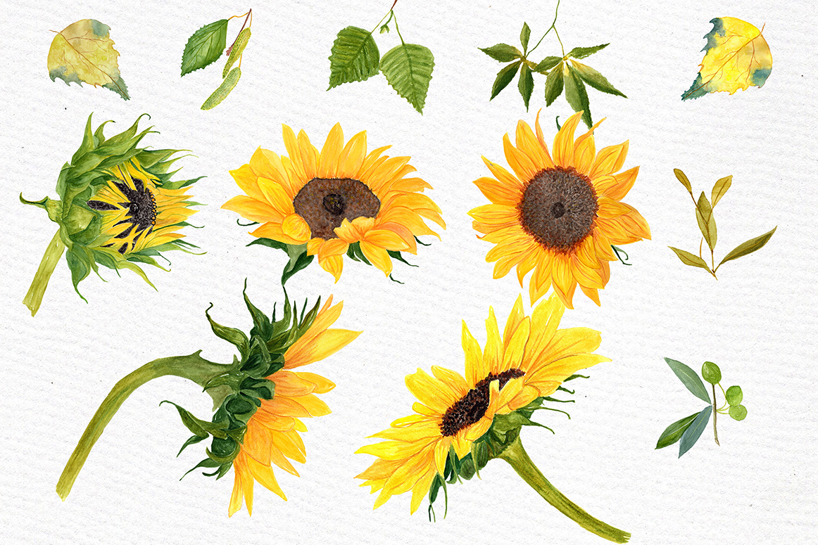 Download Sunflower Watercolor clipart (27797) | Illustrations ...