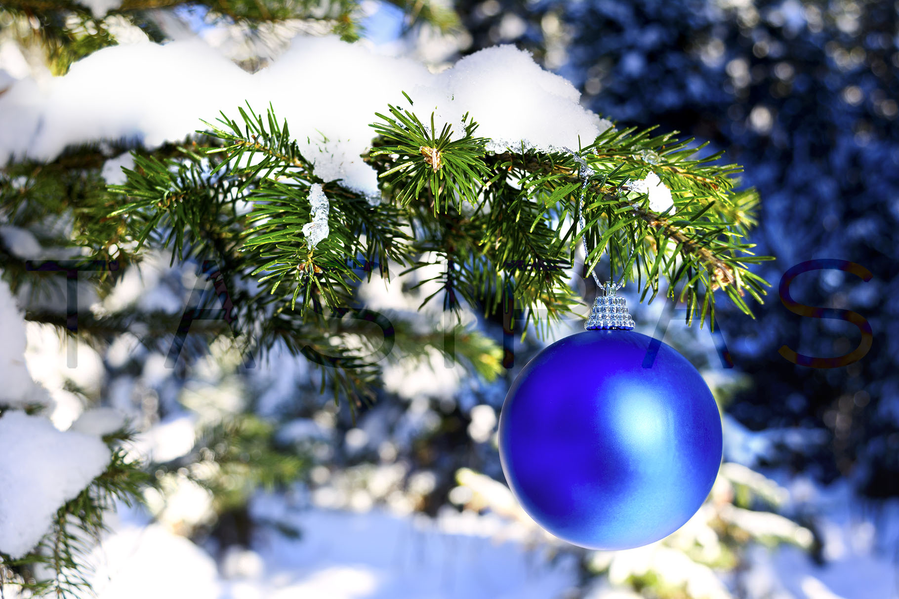Blue Christmas ornament hanging on forest tree branch. (177123