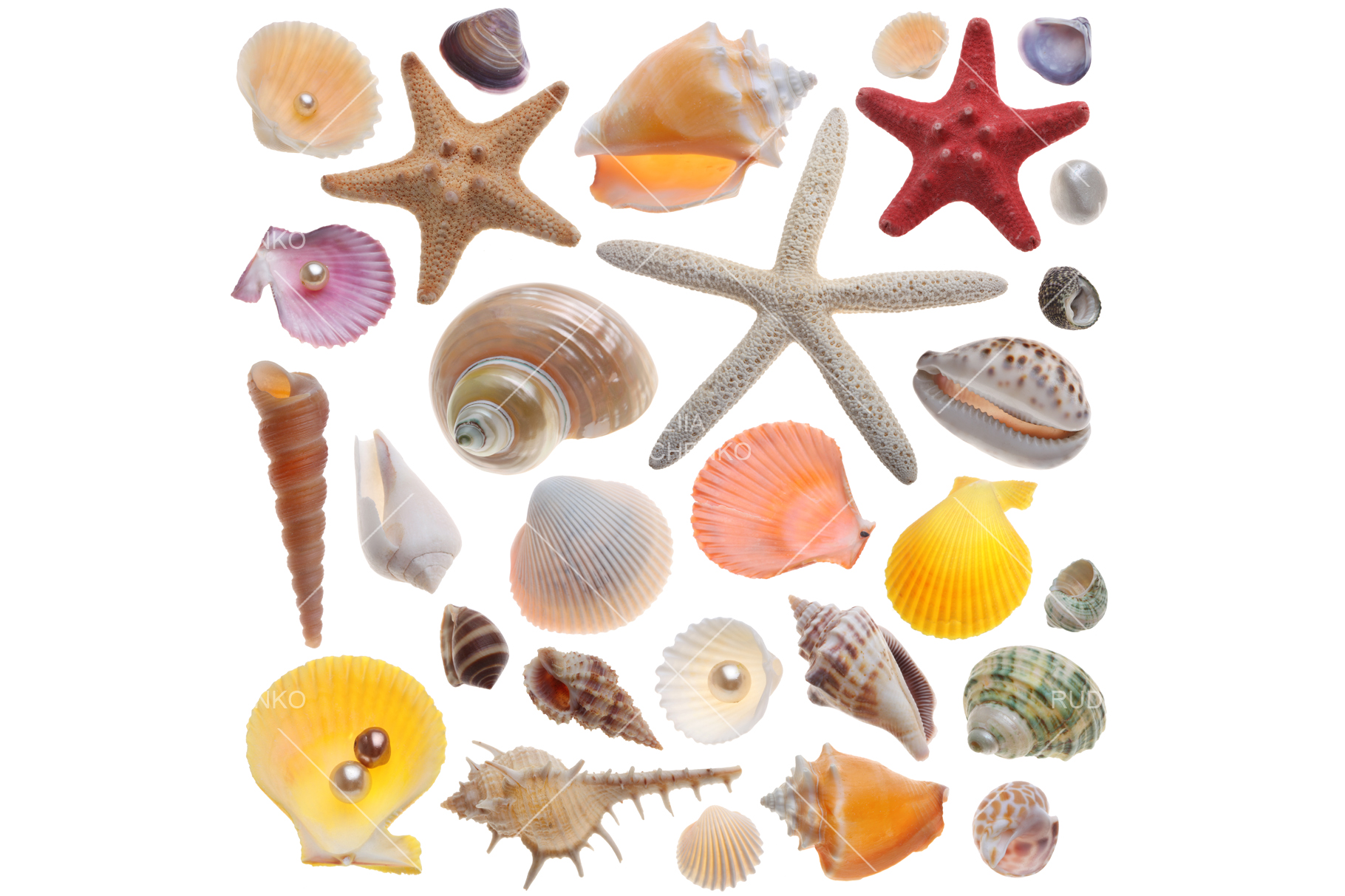 Seashell collection isolated on the white