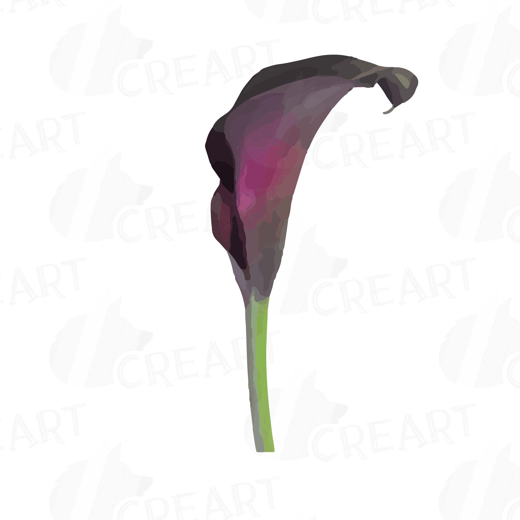 Watercolor Calla lily clip art pack, Colorful Zantedeschia flowers clip art. Png, jpg, svg, ai