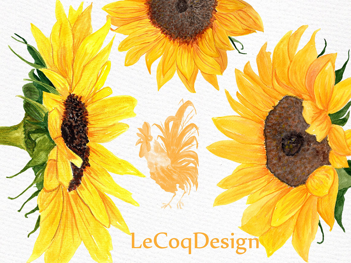 Sunflower Watercolor clipart (27797) | Illustrations ...
