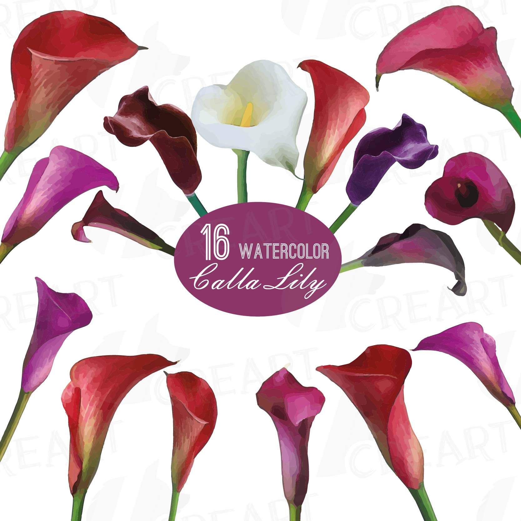 Watercolor Calla Lily Clip Art Pack Colorful Zantedeschia Flowers