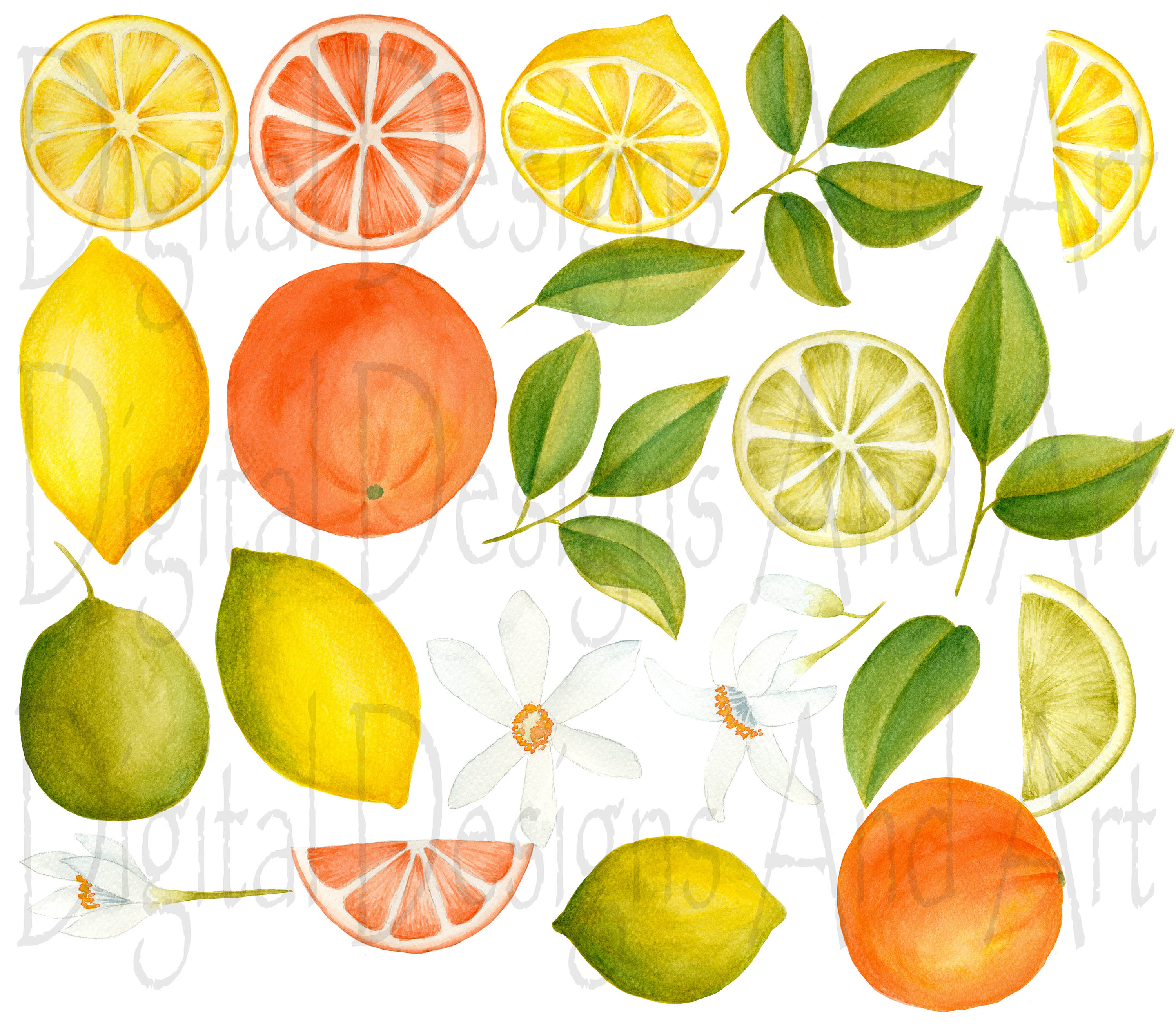 Citrus clipart