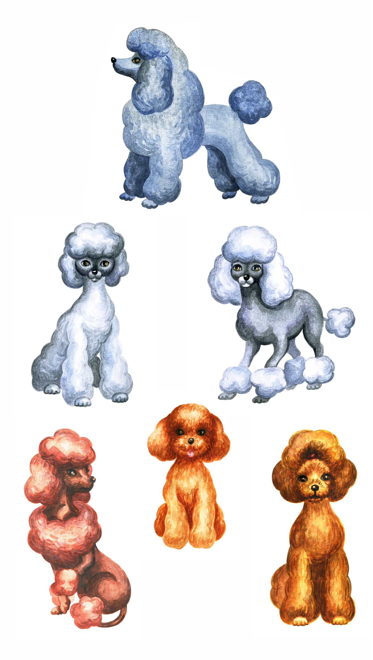 Poodles. Watercolor set. (28939) | Illustrations | Design Bundles