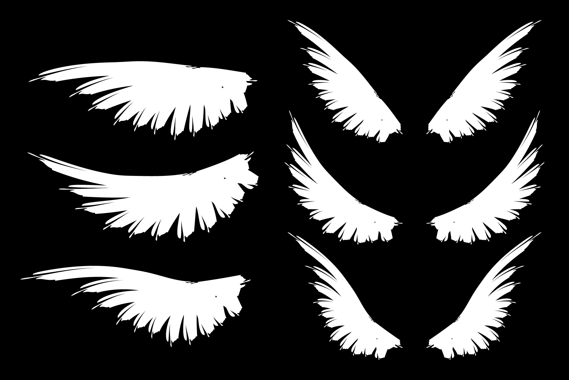 Set of bird wings. White and black wings.