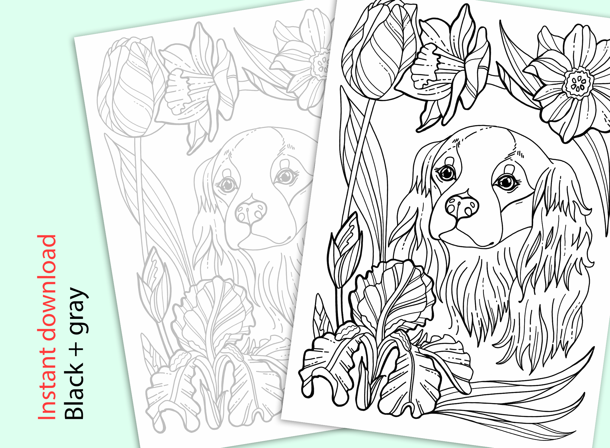Cavalier King Charles. Coloring page (530864) | Printables | Design Bundles