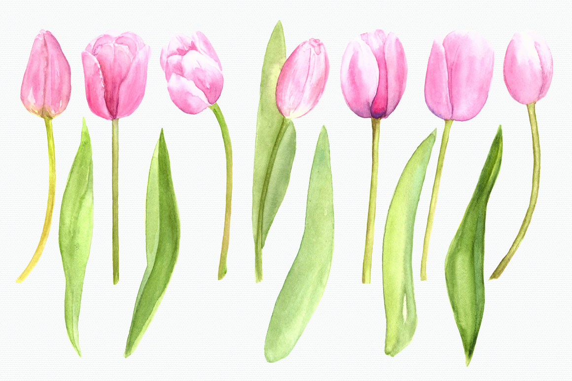 Watercolor Pink Tulips Clip Art Set 52949 Illustrations Design