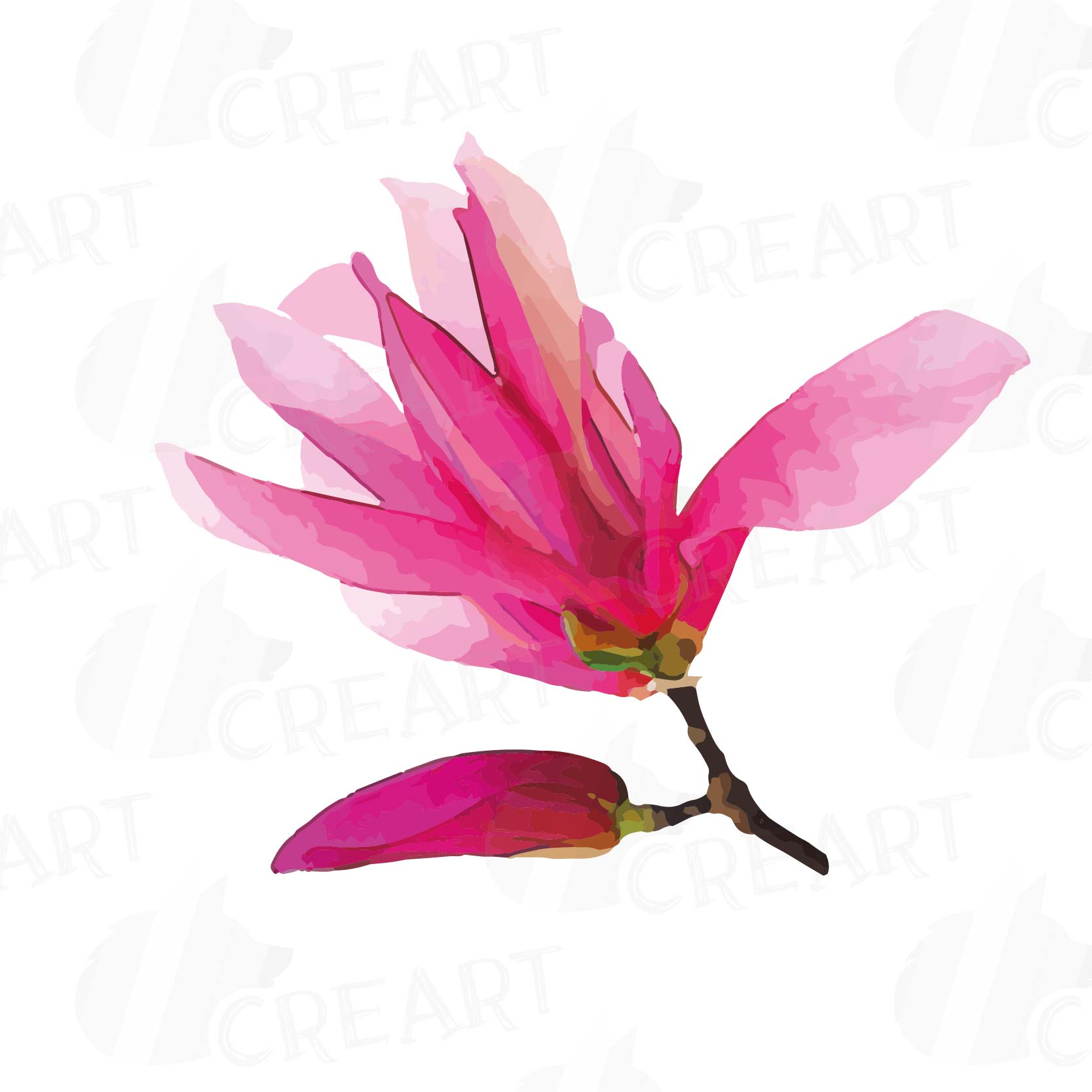 Watercolor Pink Magnolia flower and leaf clip art pack, magnolias clip