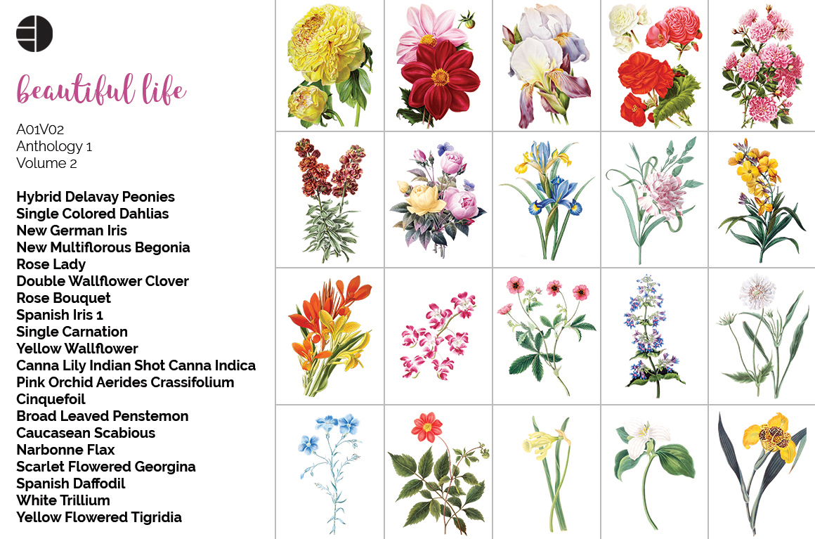 Download Watercolor Flowers Set Anthology 01 Bundle (117996 ...