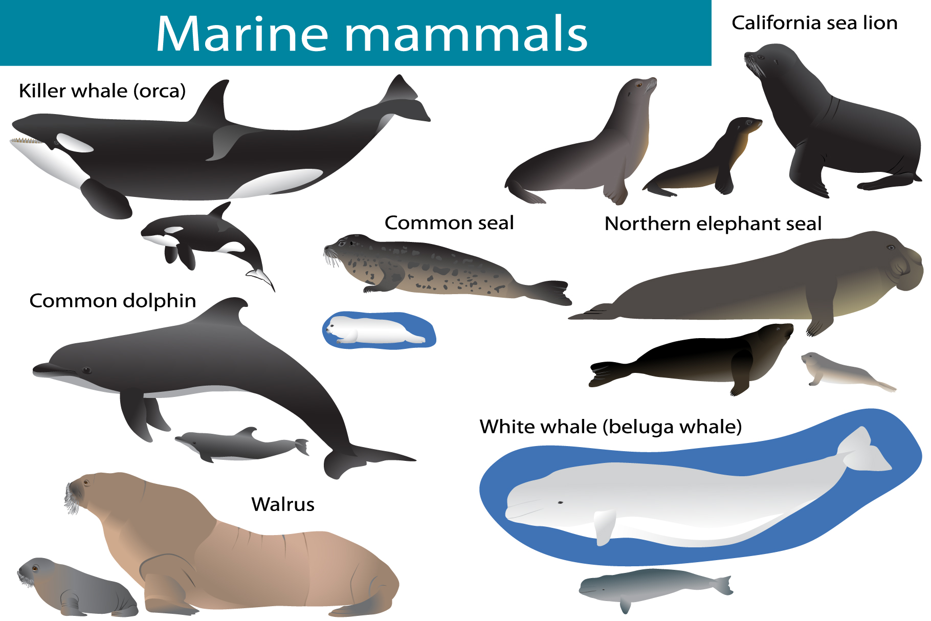 What is the kingdom of marine mammals?