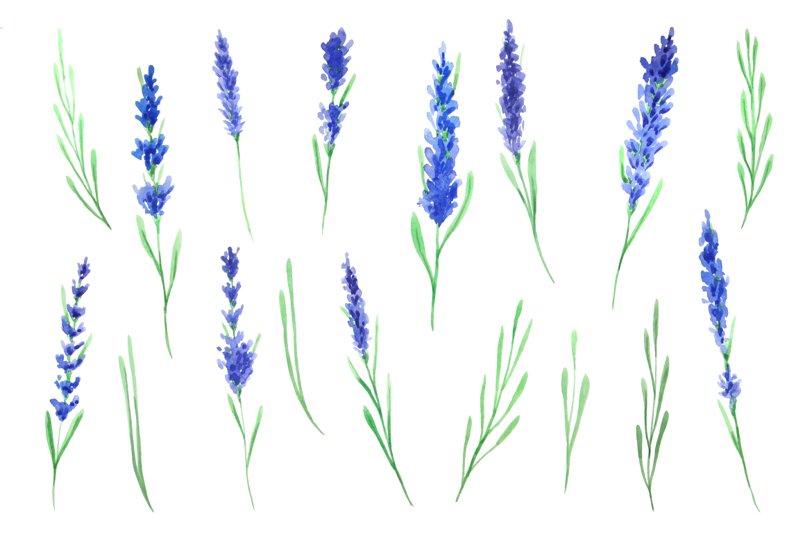 Watercolor Blue Lavender Flowers