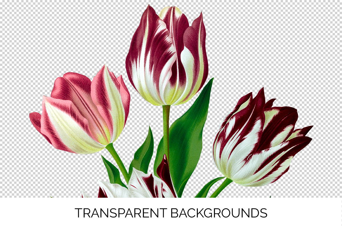 Florals Vintage Var Red White Tulips