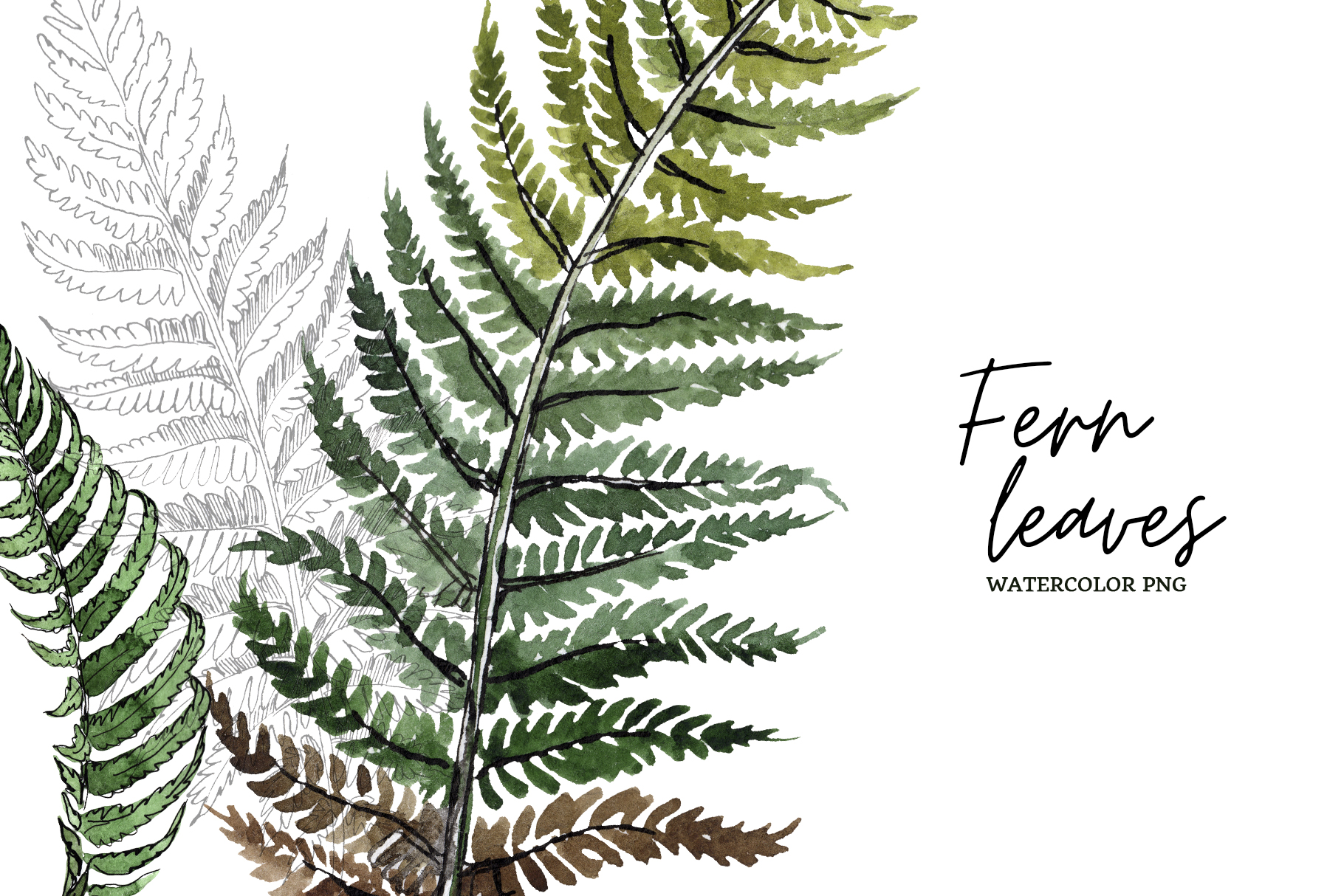 Fern for Christmas