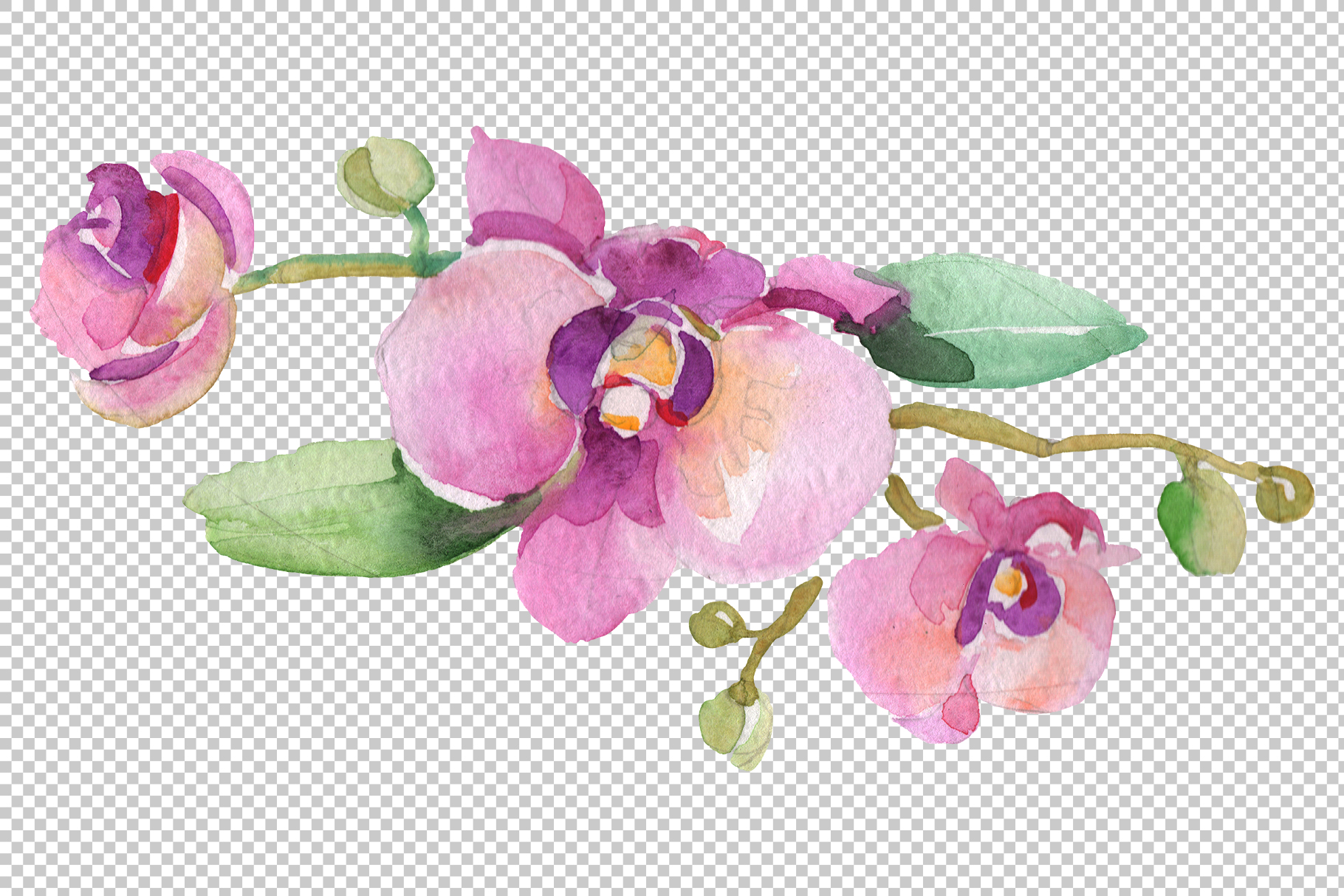 Download Branch with orchids Watercolor png