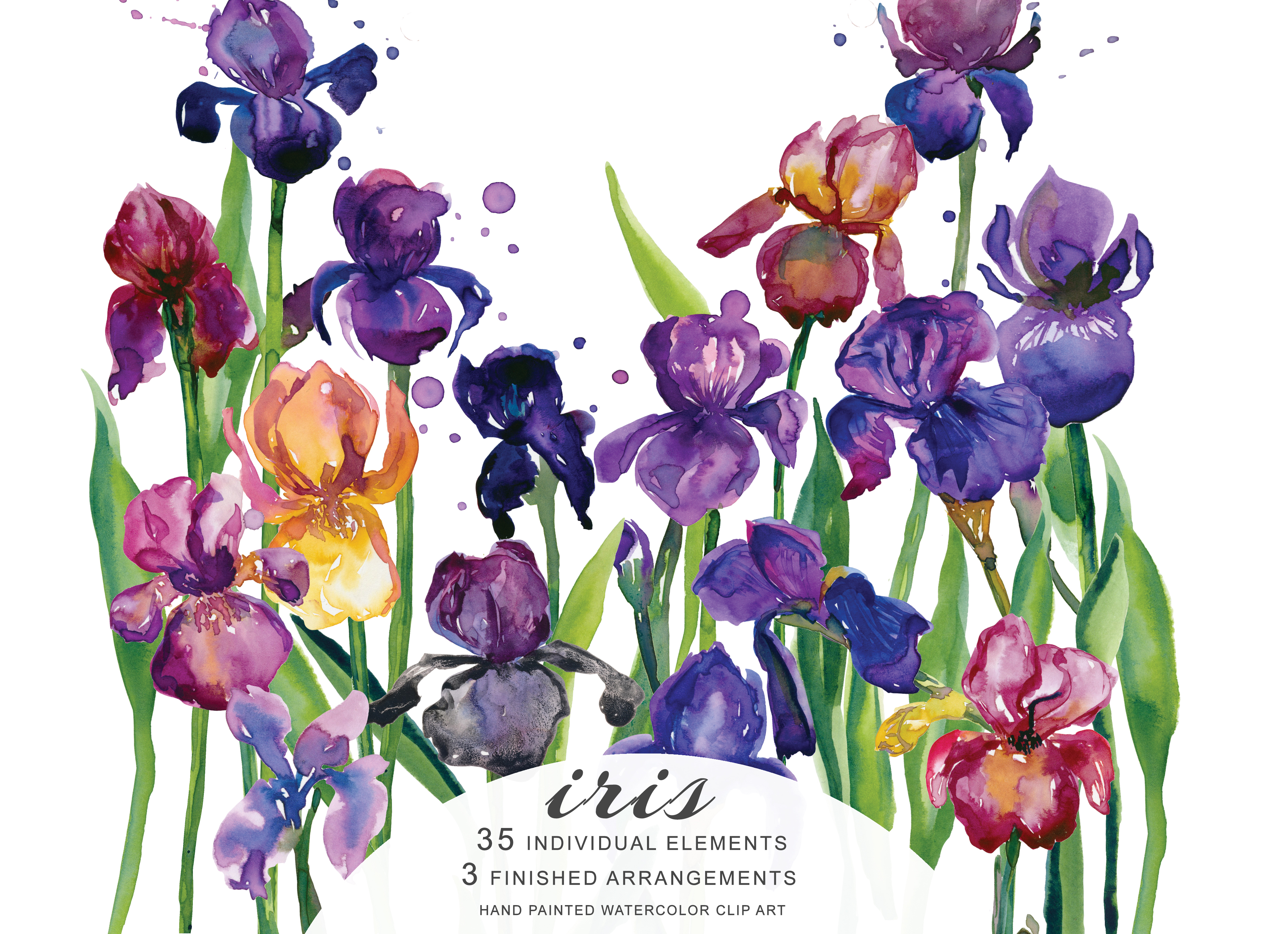 Hand Painted Watercolor Iris Flower Clipart