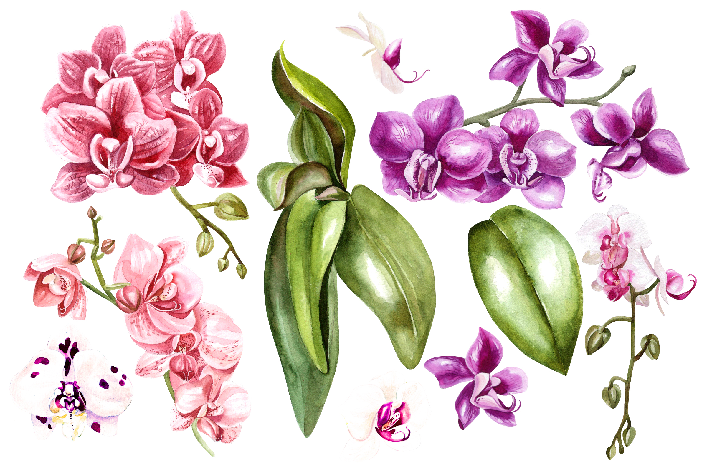Изображения орхидеи в разных художественных стилях