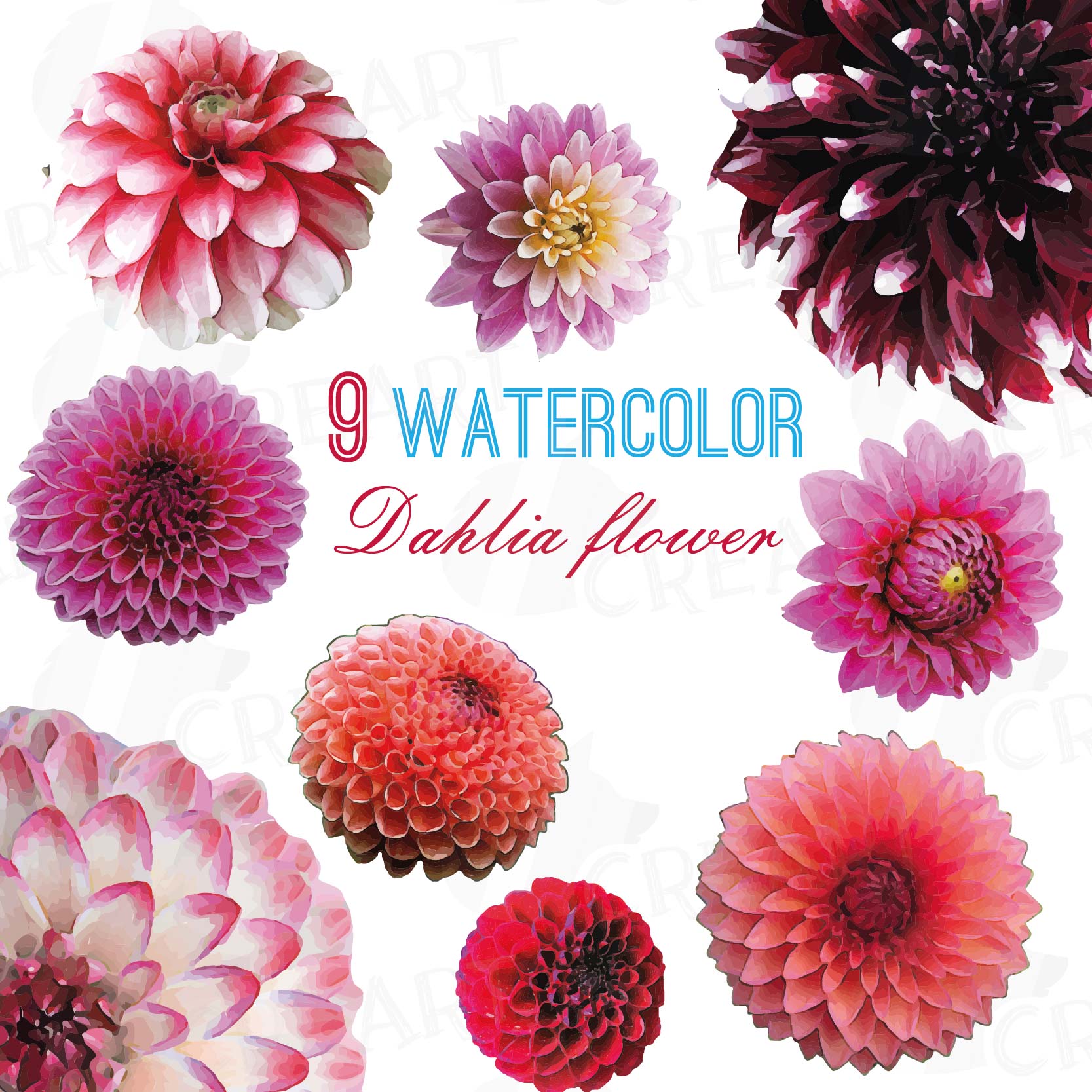 Download Watercolor Dahlia flower clip art pack, watercolor pink ...