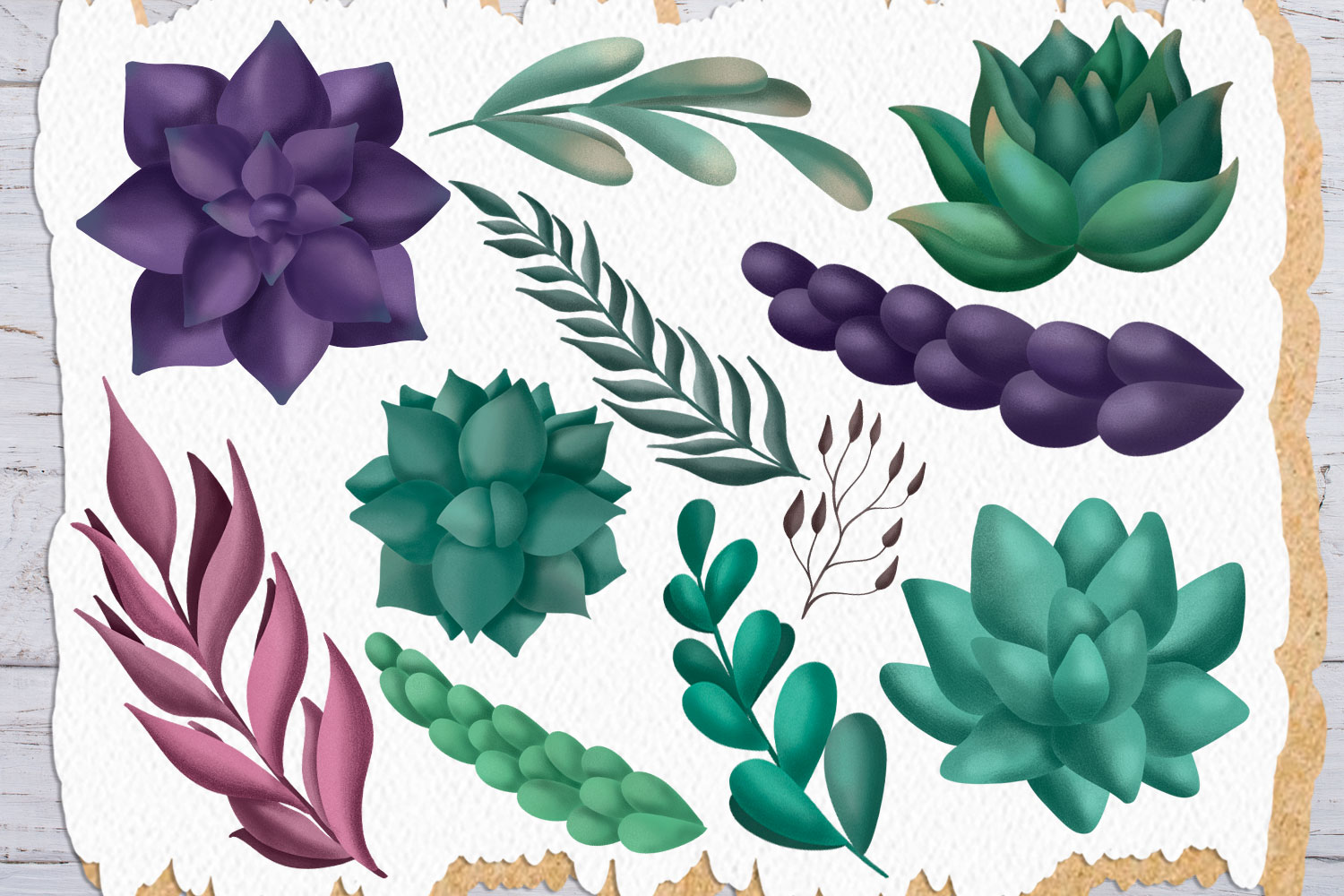 Succulents. Clip art set