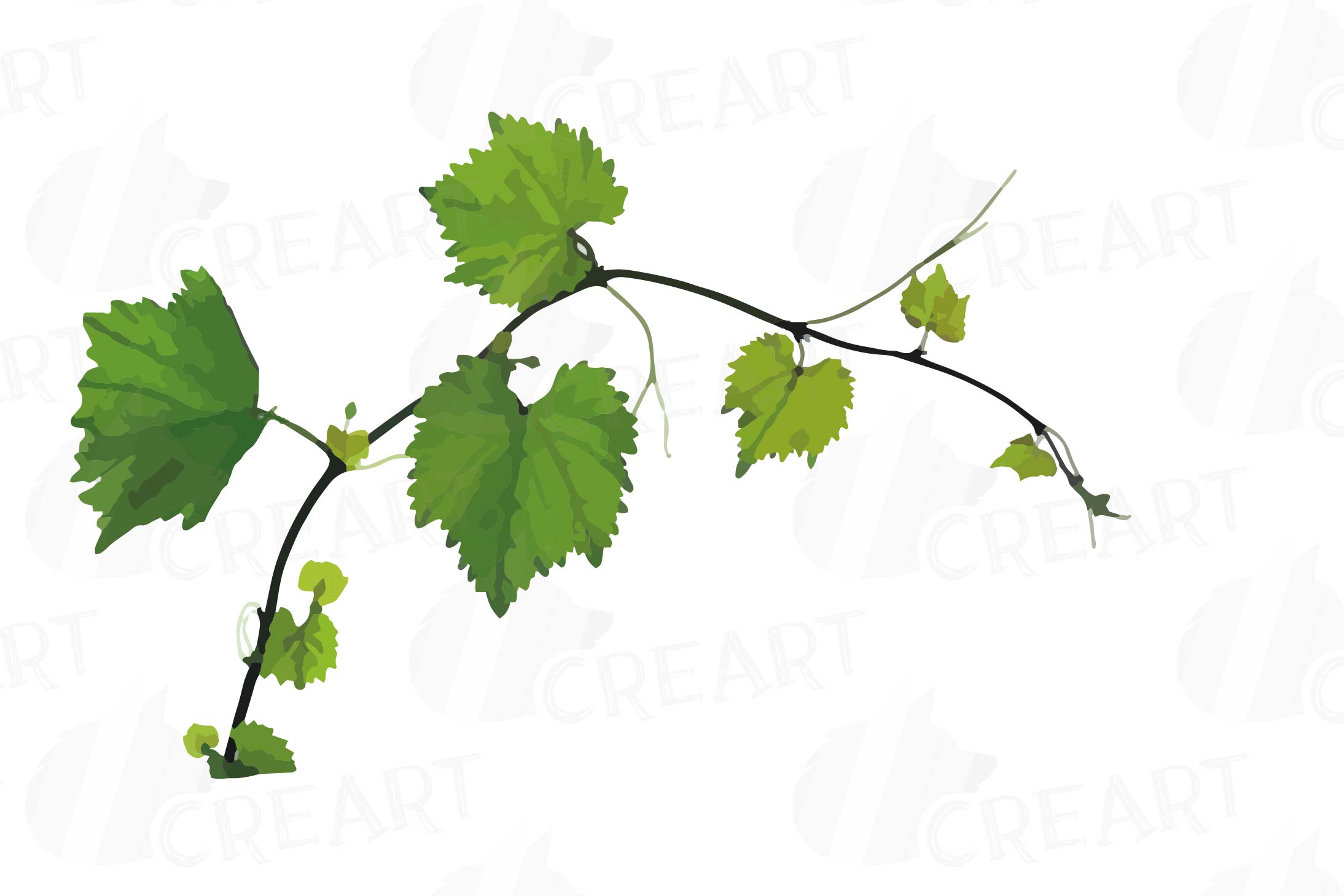 Grapes clip art watercolor wine grape, branch, flowers, leaf (133785