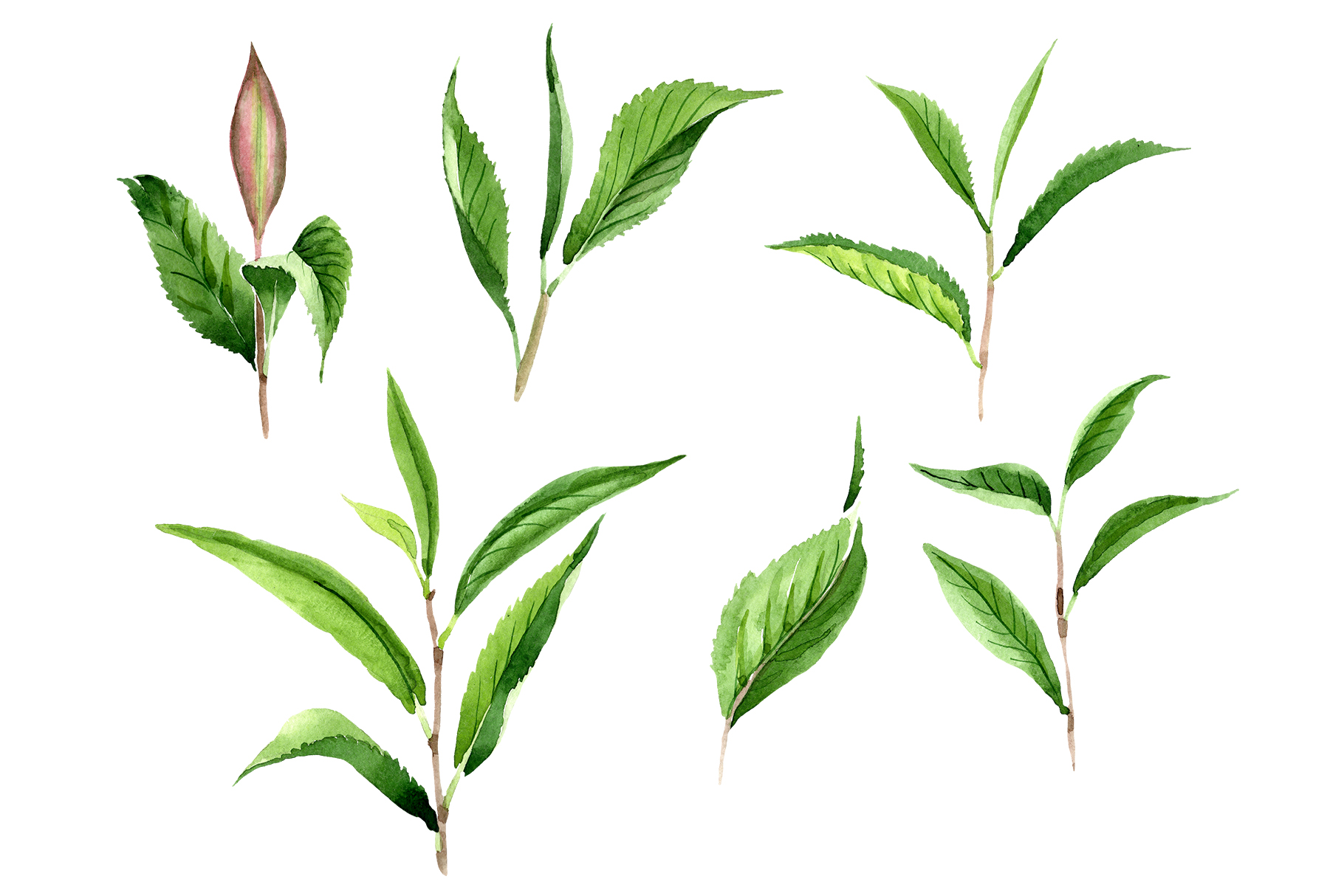 Download Tea leaf PNG watercolor set (156641) | Illustrations ... Yellowimages Mockups