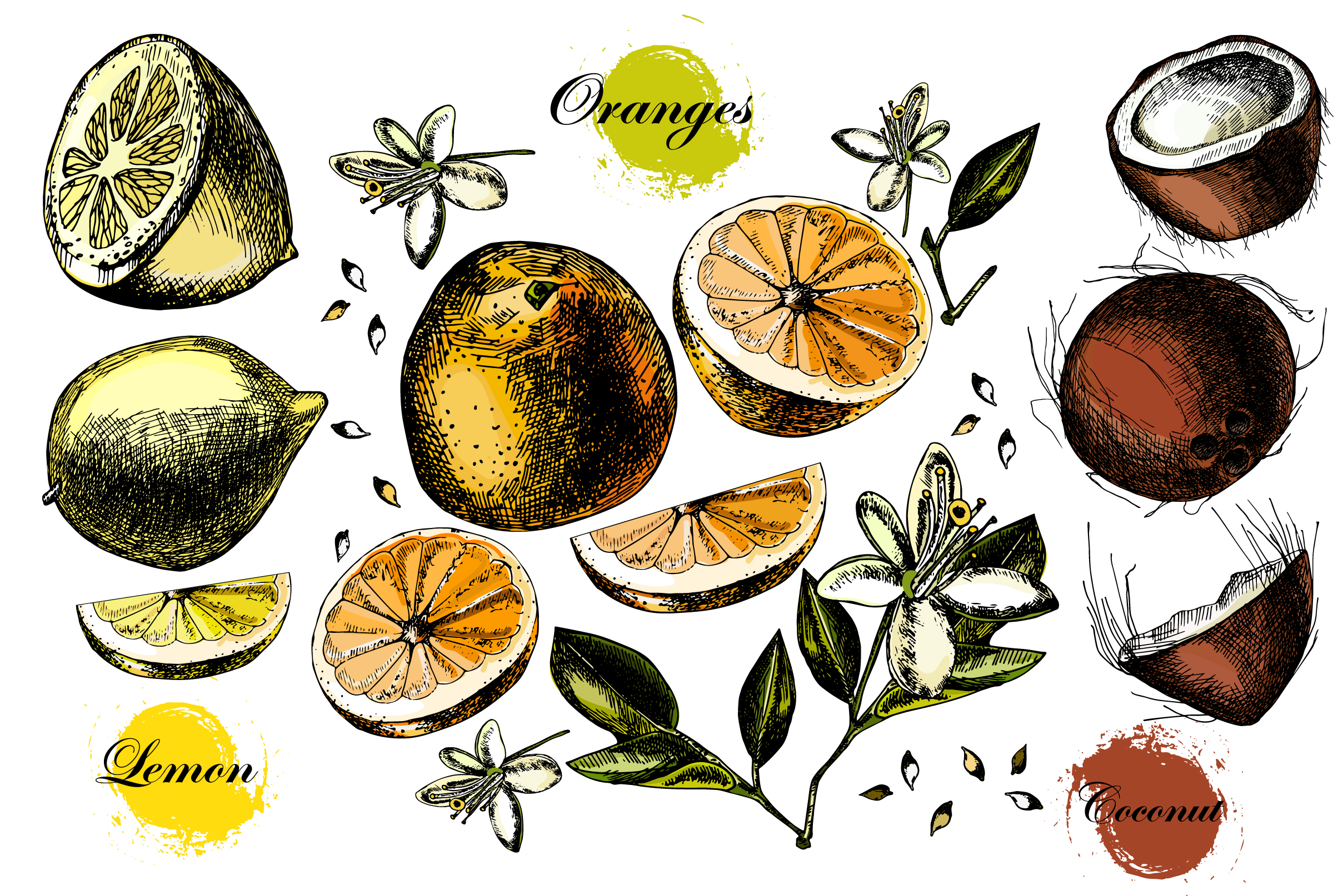 Hand drawing Citrus fruits