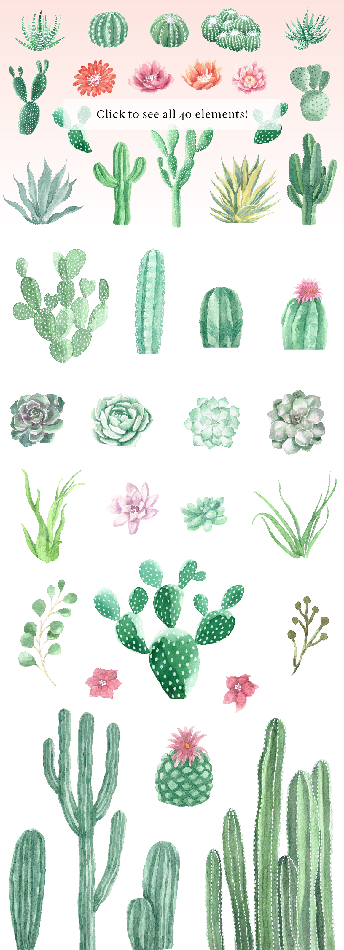 Watercolor Cactus and Succulents Collection (93549) | Illustrations ...