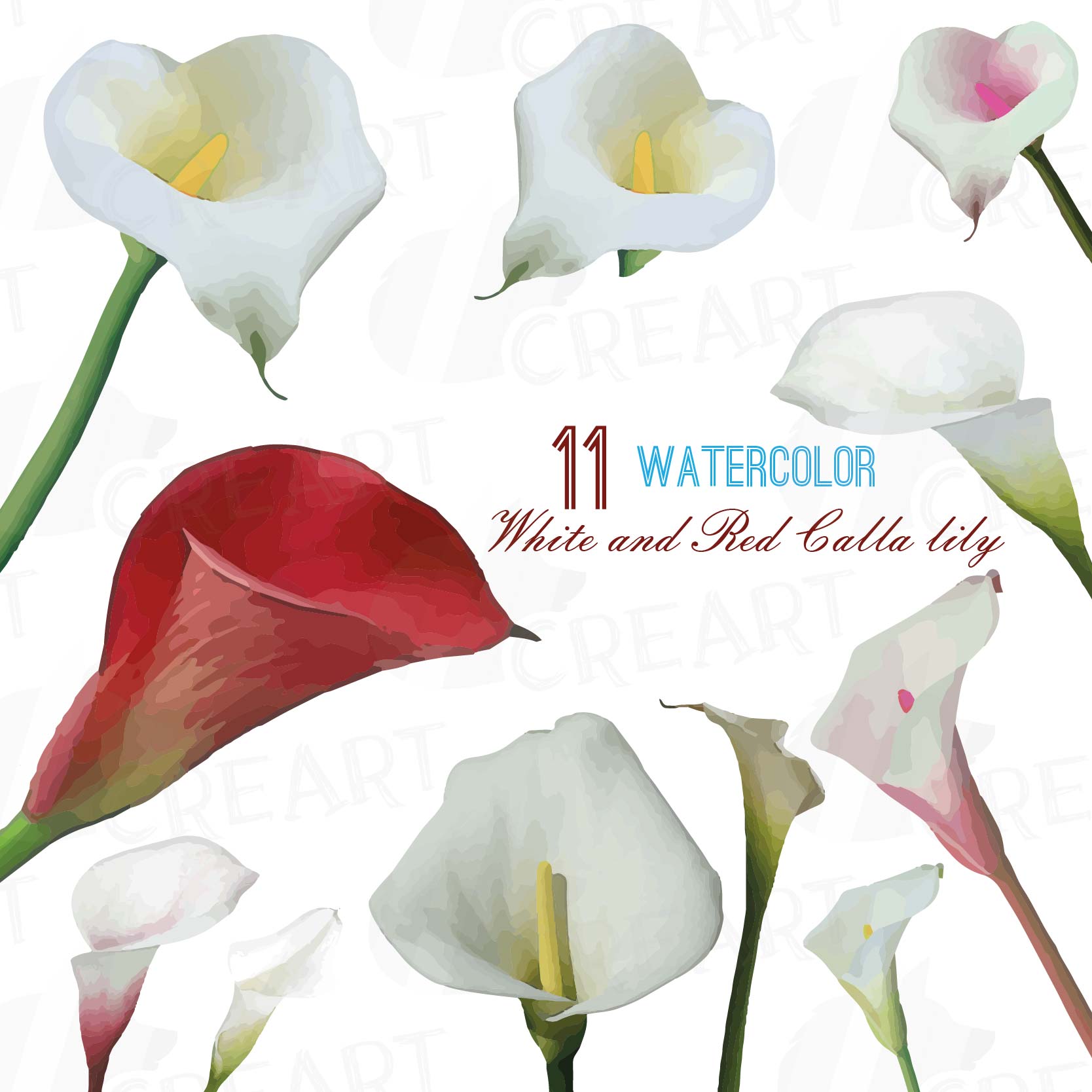 Download Watercolor white and red Calla lily hand painted clip art ...