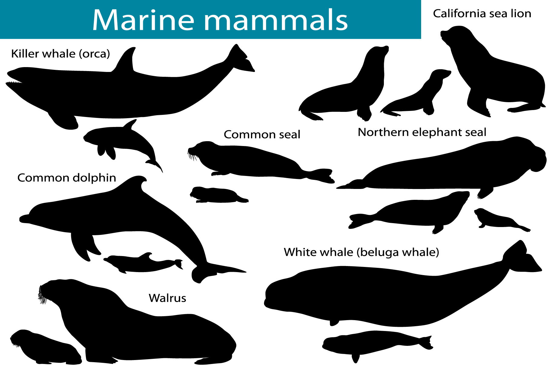 Marine mammals silhouettes