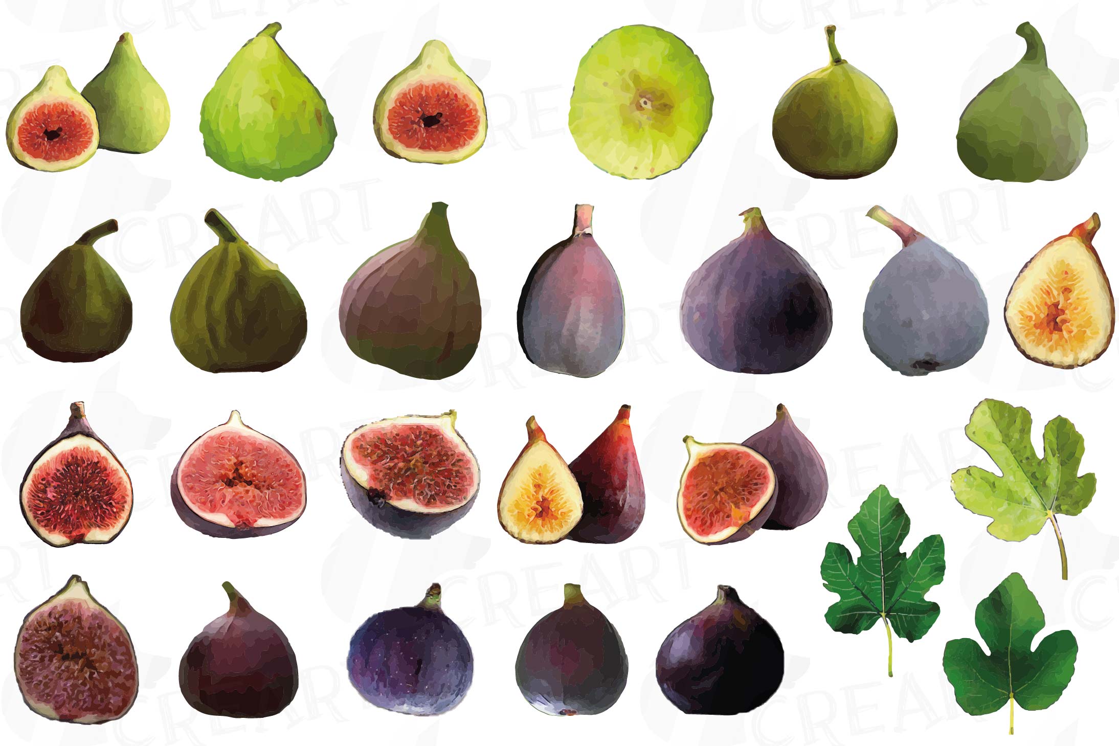 Watercolor Fig clip art pack,common fig leaves, fig fruit example image 3.