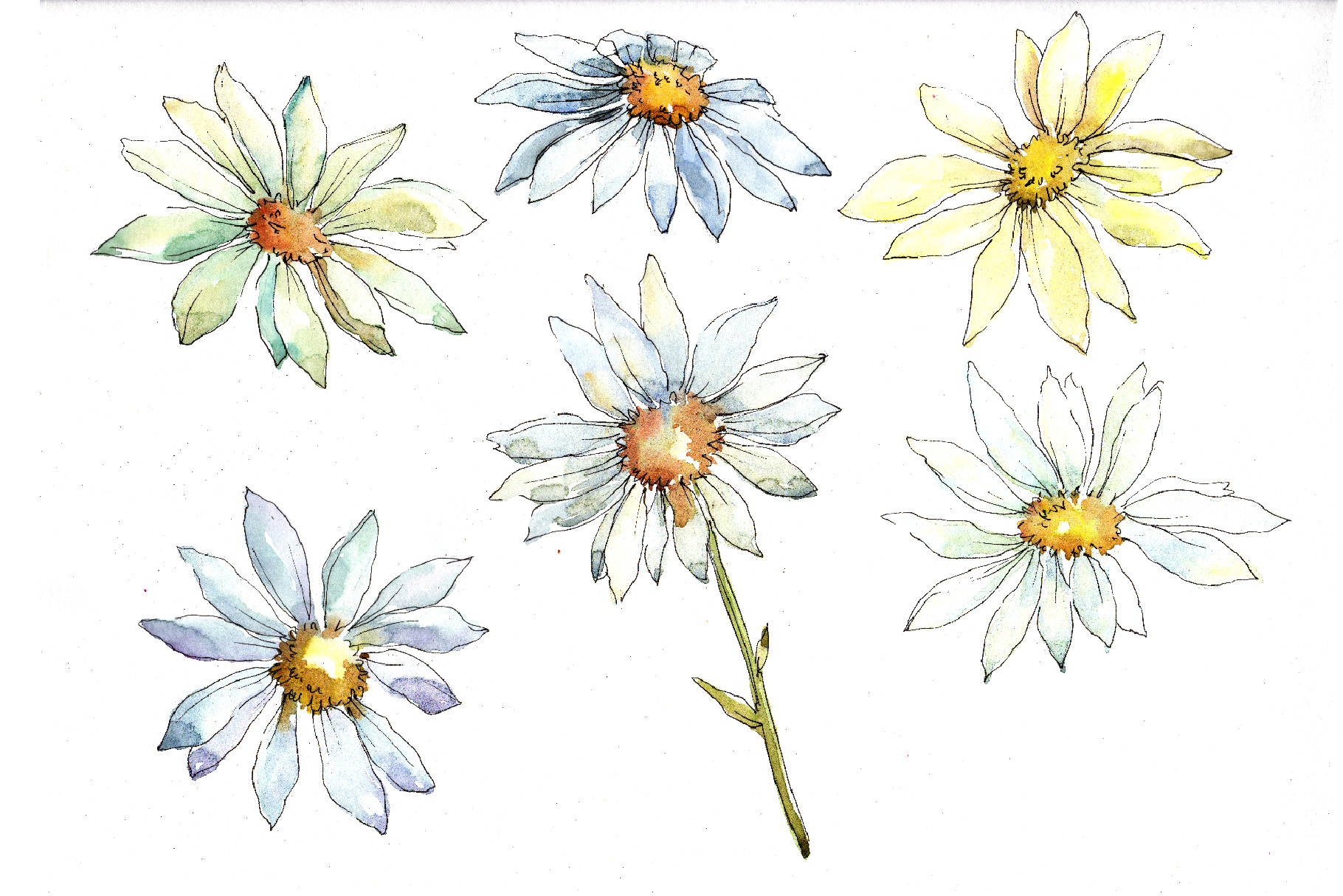 White daisy PNG watercolor flower set