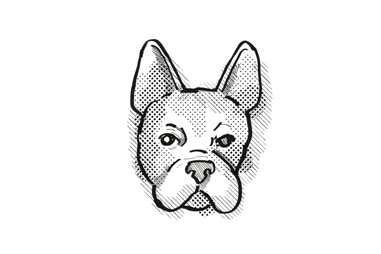 Boston Terrier Drawings - Carinewbi