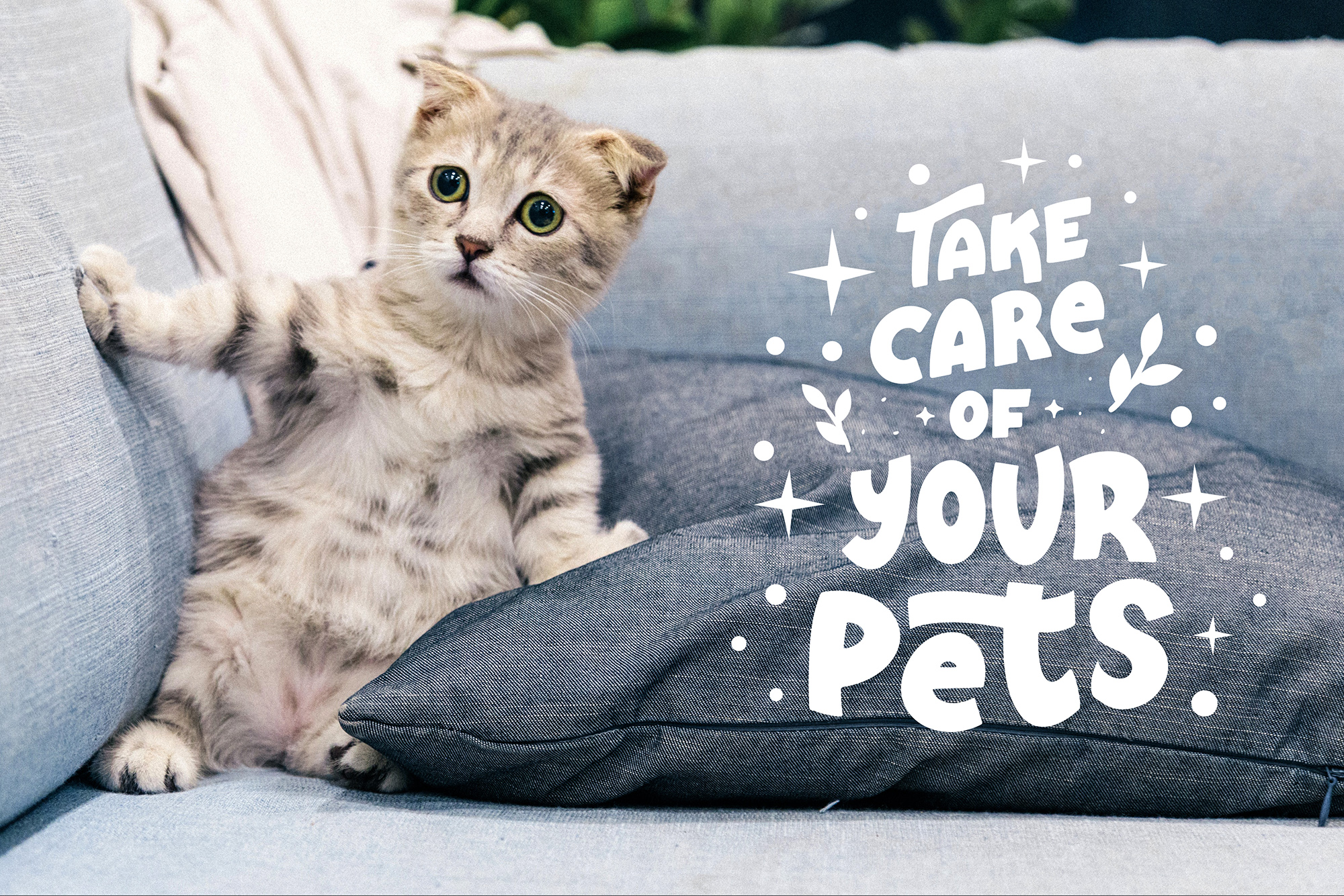 pets-slogans-logos-set
