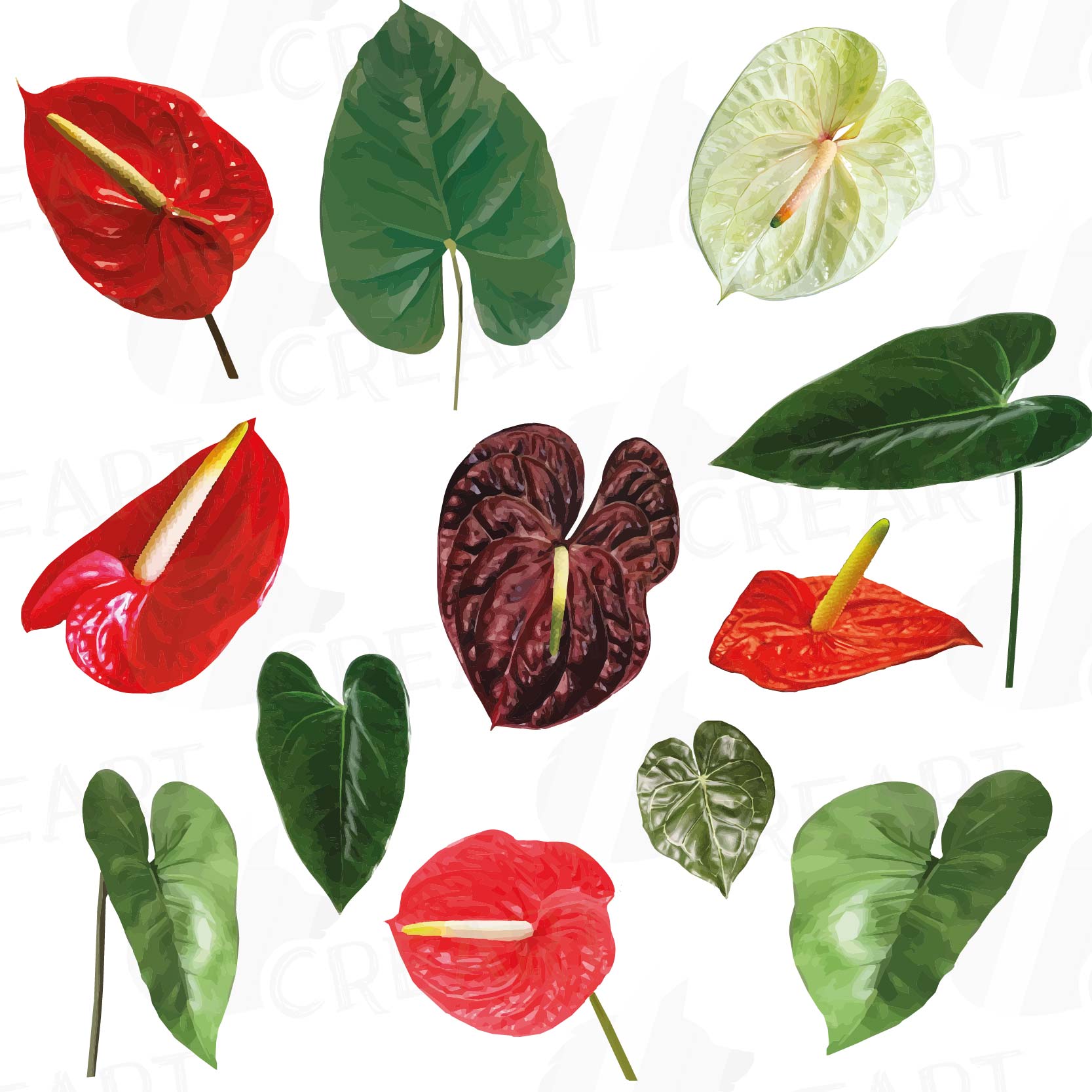 Download Watercolor Anthurium leaf and flowers clip art pack, exotic watercolor flamingo flower clip art ...