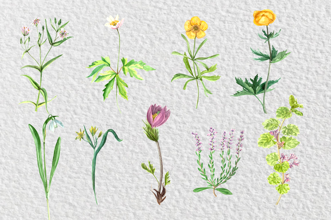 Watercolor Wild Flowers Collection
