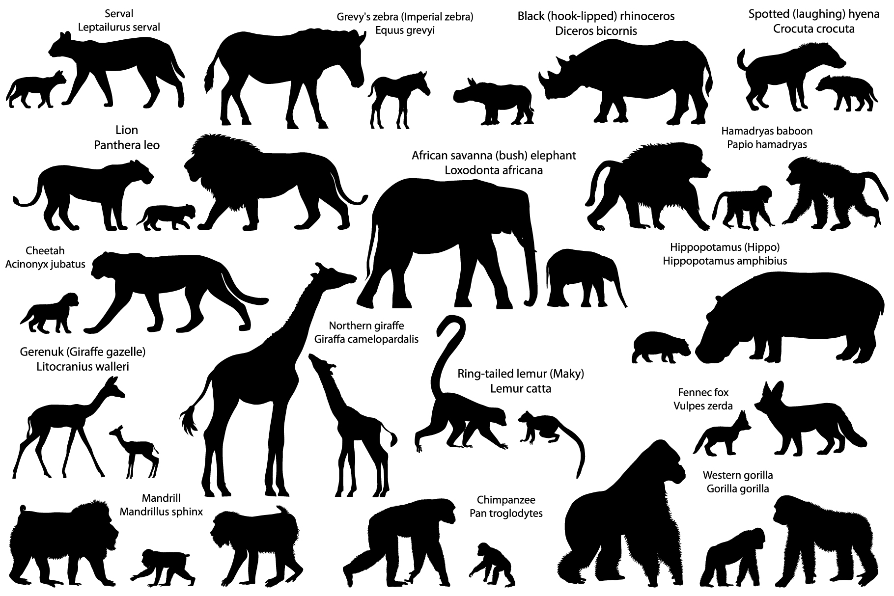 Silhouettes Of 16 Animal Species Of Africa With Cubs