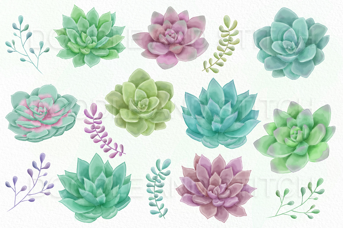 succulent-watercolor-illustrations