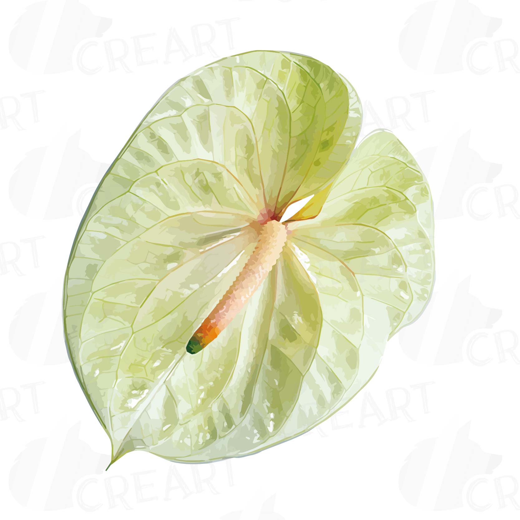 Download Watercolor Anthurium leaf and flowers clip art pack ...