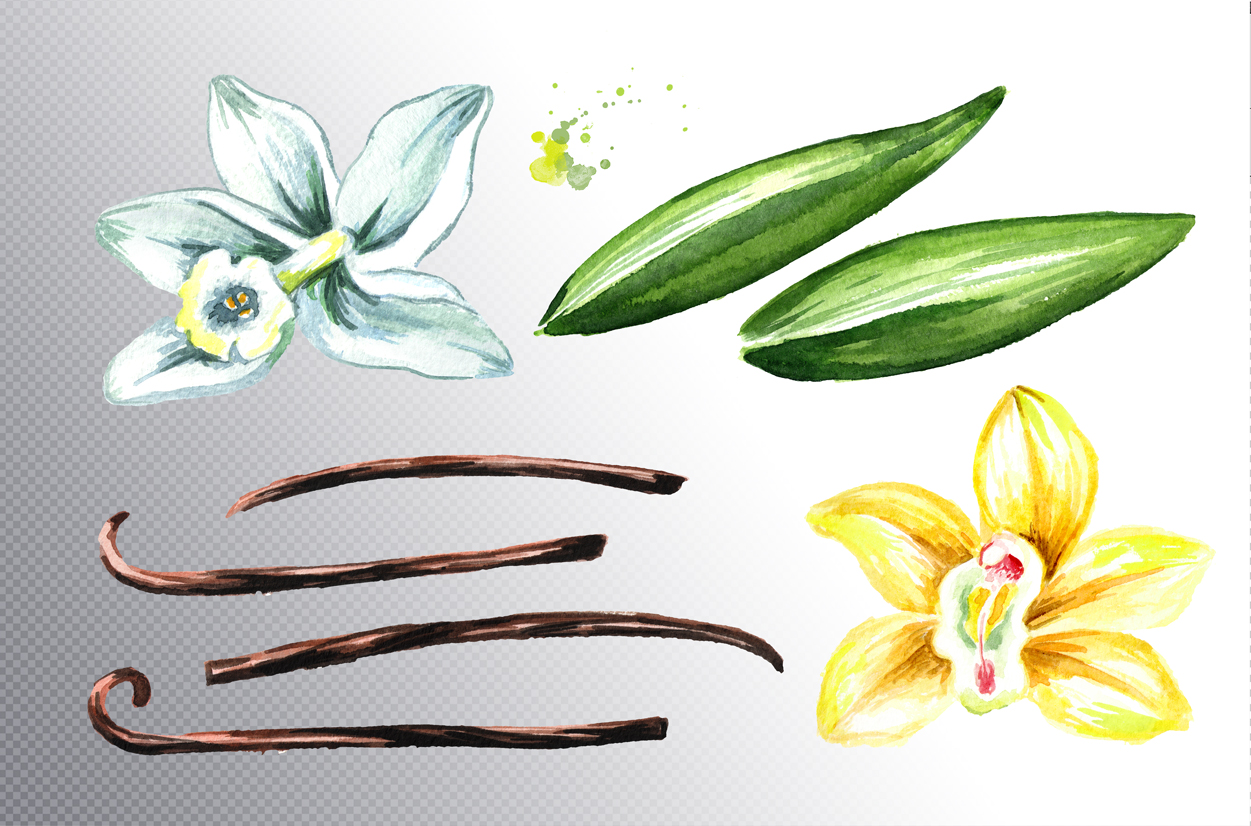 Vanilla. Watercolor collection