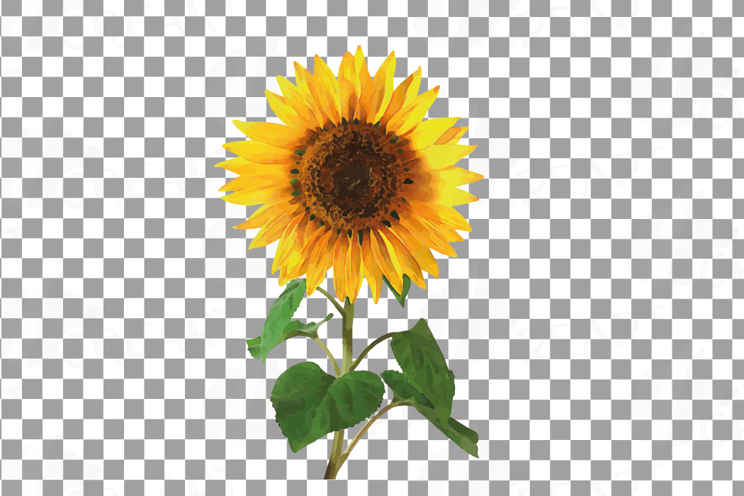 Download Sunflower watercolor clip art pack, watercolor sunflower ...